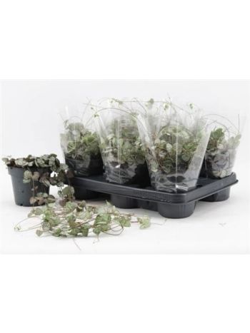 CEROPEGIA WOODII SUP