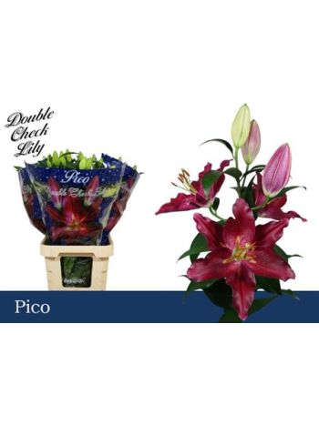 LI OR PICO 95CM