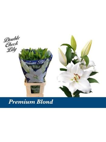 LI OR PREMIUM BLOND 100CM