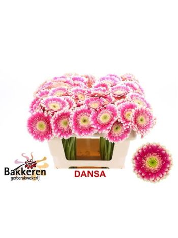 GE MI DANSA