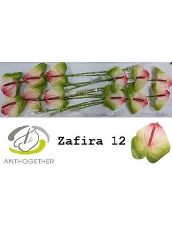 ANTH A ZAFIRA *12