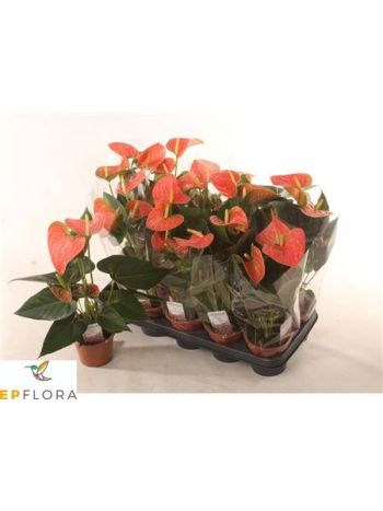 ANTHU AN PR OF ORANGE