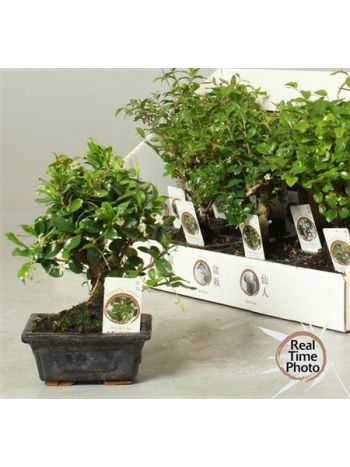 BONSAI GEM