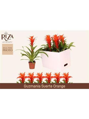 GUZM SUERTE ORANGE