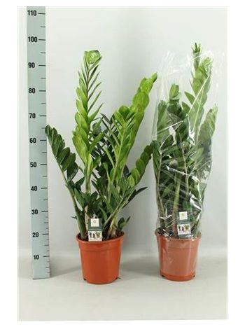 ZAMIO ZAMIIFOLIA