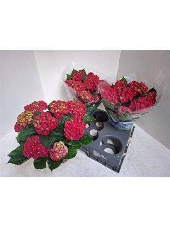 HYDR M 5-7+ HOT RED