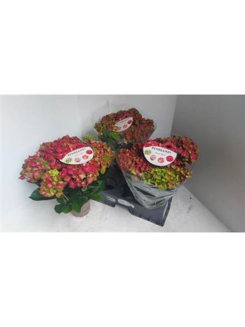 HYDR M 5-7+ REMBR ROSSO G