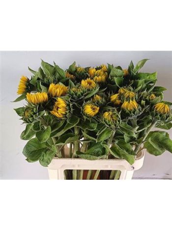 HELIAN AN SUNRICH OR 80CM