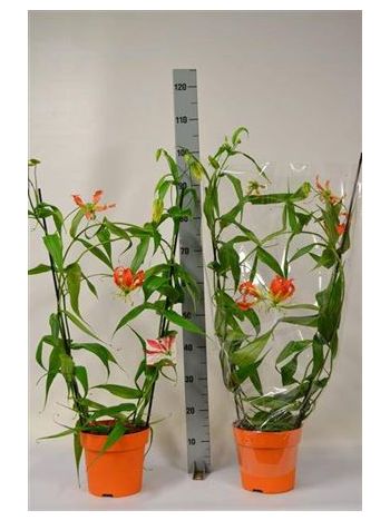 GLORIOSA ROTHSCHILD NARANCS