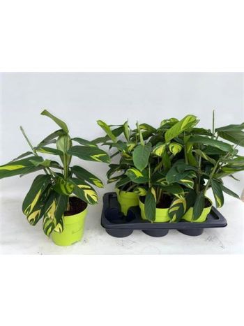 CTENANTHE GOLDEN MOSAIC