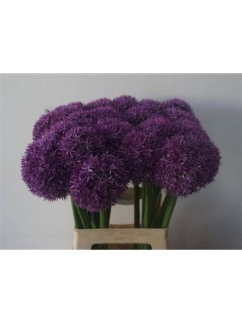 ALLIUM GLOBEMASTER 65CM