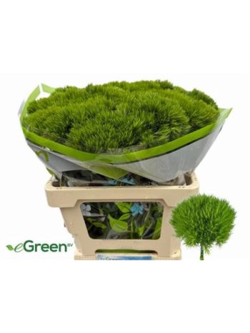 DI BARB GREEN WICKY 60CM