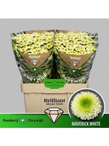 CHR SAN MAVERICK WHITE