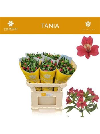 ALST TANIA