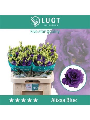 EUS G ALISSA BLUE