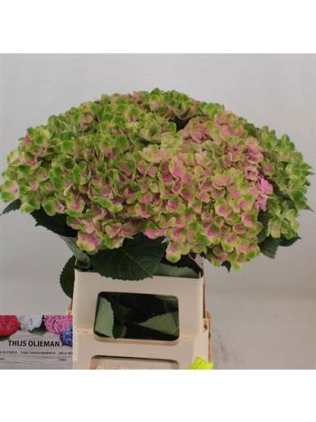 HYDR M MAG AMETHYST 65CM