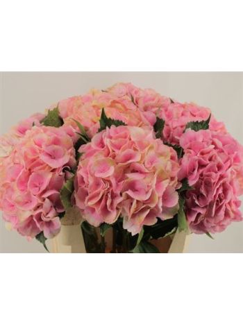 HYDR M ROYAL LOVE 60CM
