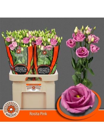 EUS G ROSI ROSE PINK