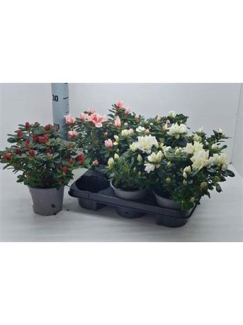 RHODO SI GEM *6