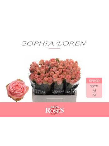 R GR5 SOPHIA LOREN