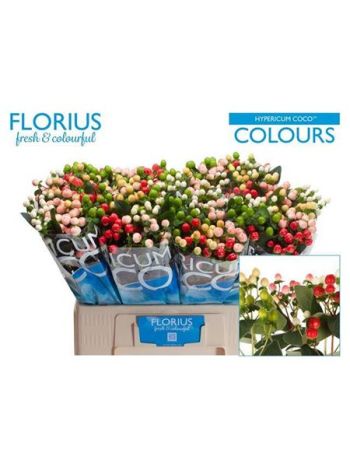 HYP COCO COLOURS GEM