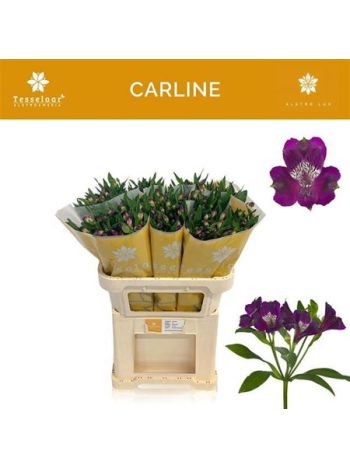 ALSTR CARLINE