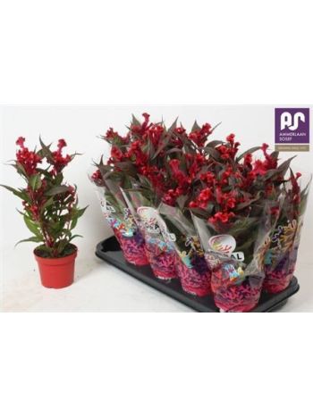 CELO HOT TOP PURPLE