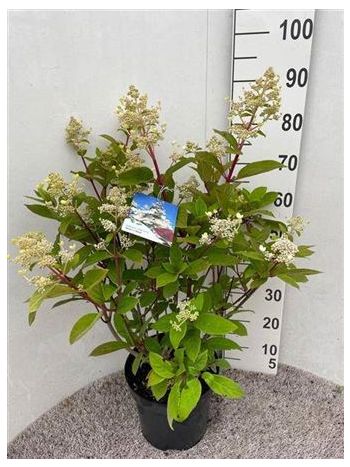 HYDR PANICULATA 85 cm