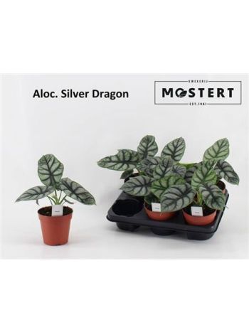 ALOC SILVER DRAGON