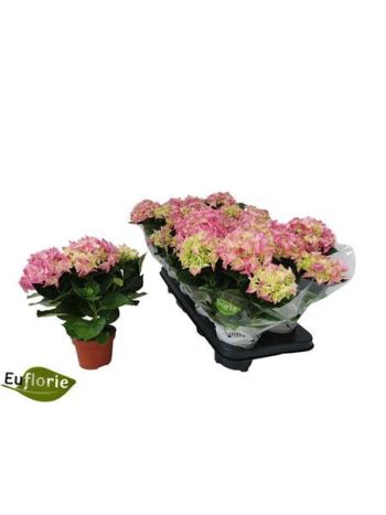 HYDR M 3+ EARLY ROSA