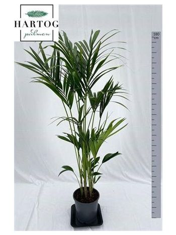 HOWEA FORSTERIANA