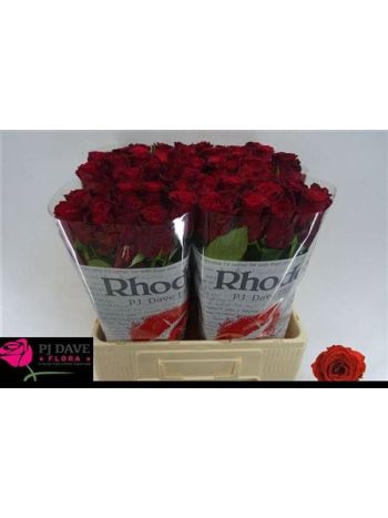 R GR RHODOS 60CM %