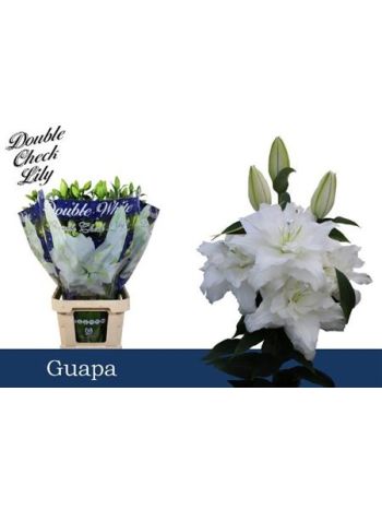 LI OR DU GUAPA 95CM