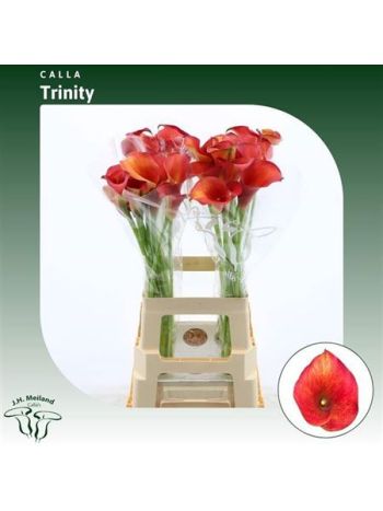 ZANT CAPT TRINITY 70CM