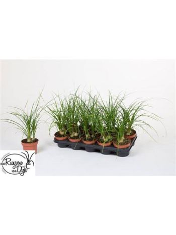 NOLINA BEAUCARNEA RECUR