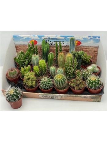 CACTUS GEM *24 DOBOZOS