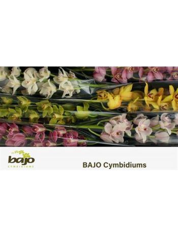 CYMB T*6 GEM 70CM