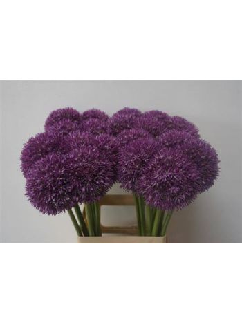 ALLIUM PINBALL WIZAR 65CM