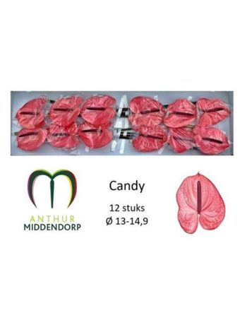 ANTH A CANDY *12