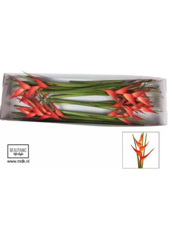 HELIC TROPICAL 100CM