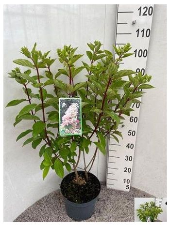 HYDR PANICULATA 105 cm