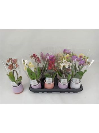 PHAL MINI *12 KASPÓS
