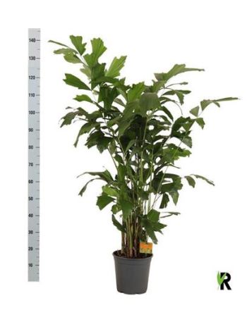 CARYOTA MITIS 130CM