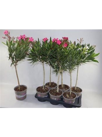 NERIUM OLEANDER TÖRZSES