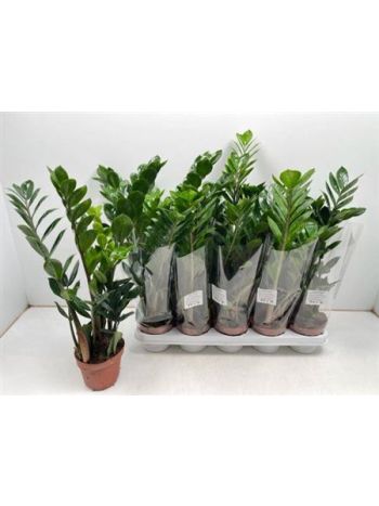 ZAMIOCULCAS ZAMIIFOL