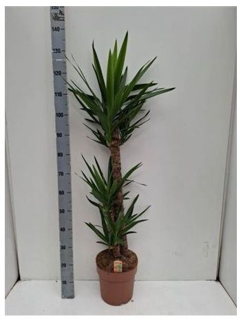 YUCCA 3 TÖRZSES
