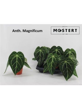 ANTHU MAGNIFICUM