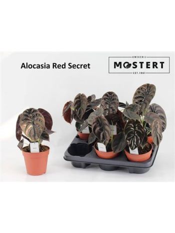 ALOC CU RED SECRET