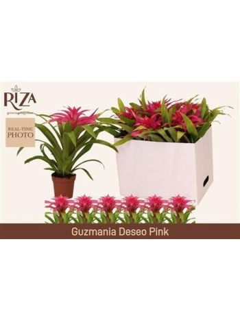 GUZM DESEO PINK