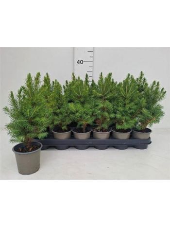 PICEA GL CONICA